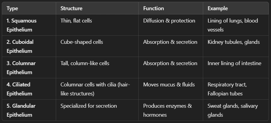 Epithelial tissues